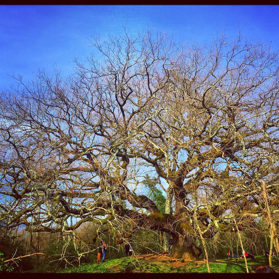 The Great Oak