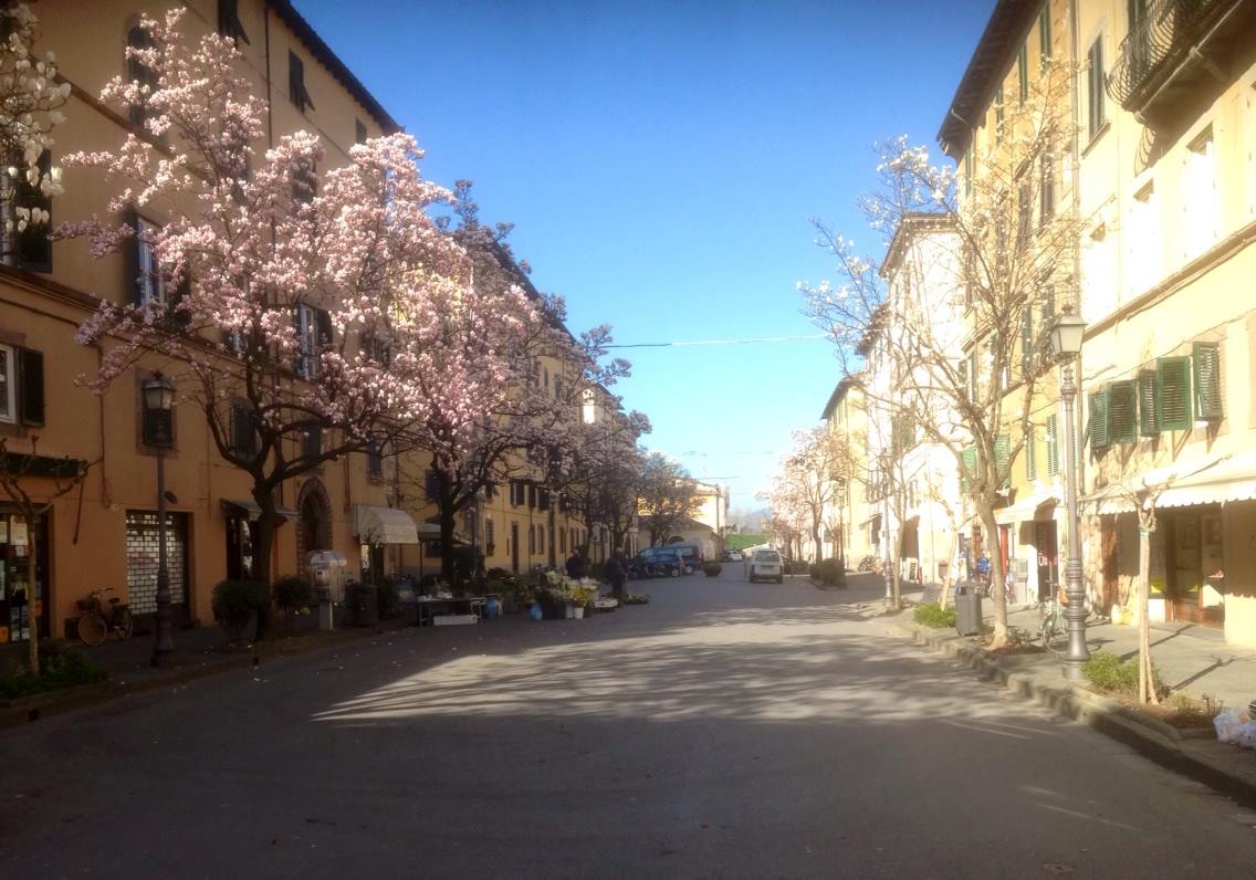 Lucca, city of Camelie